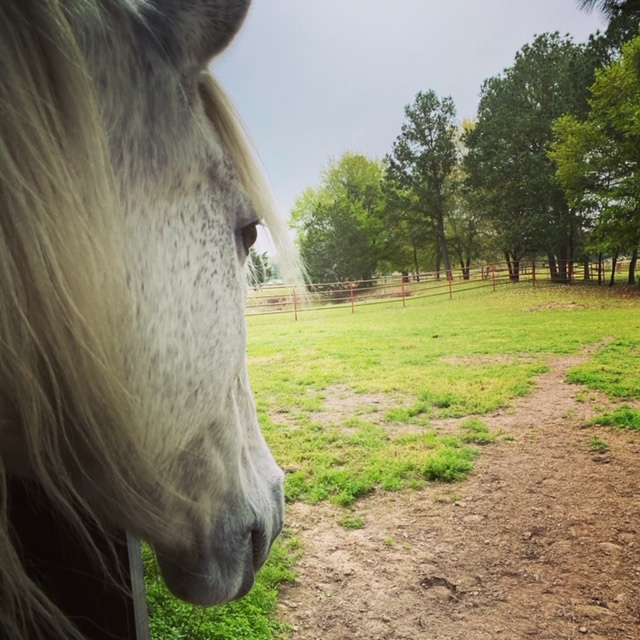 Self-Care Saturday: Equine & Shamanic Practice for Heart Clarity - logo